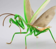 Through accurate observation, dynamic adjustment and strategy optimization, Mantis model helps organizations make scientific decisions in complex environments, and is widely used in market analysis, project management and enterprise strategy.
