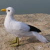 Seagull model is a theoretical framework used to describe and analyze complex systems, widely used in environmental science, economics, sociology and other fields.