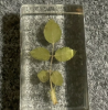 Botanical specimens are plant samples preserved by specific methods, which are widely used in scientific research, education and display to record the characteristics and ecological information of plants, and help plant classification and protection.
