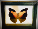 Butterfly specimen is a scientific and artistic collection activity, which is loved by more and more nature lovers and scientific researchers.