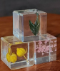 A botanical specimen is a type of scientific data used to record and preserve plant information, which is collected, dried and fixed so that it can retain its characteristics over a long period of time.